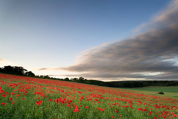 istock Stunning poppy field landscape under Summer sunset sky 174482424