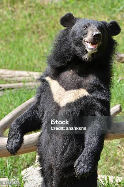 Asiatic Black Bear Stock Photo - Download Image Now - Animal, Animal Body Part, Animal Wildlife