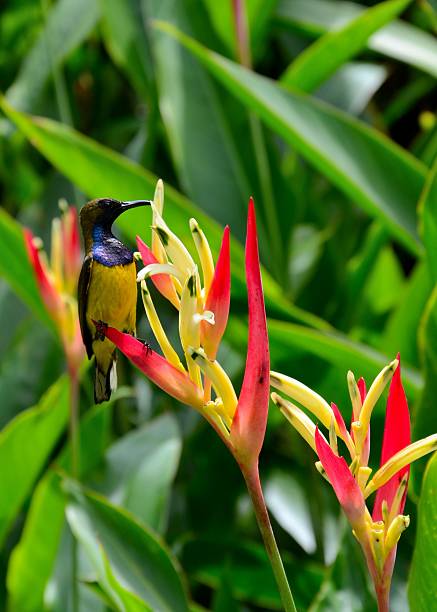 istock Sunbird on heliconia flowers 174484254