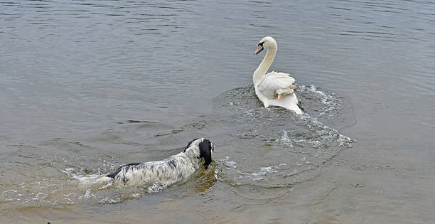 dog chases  swan