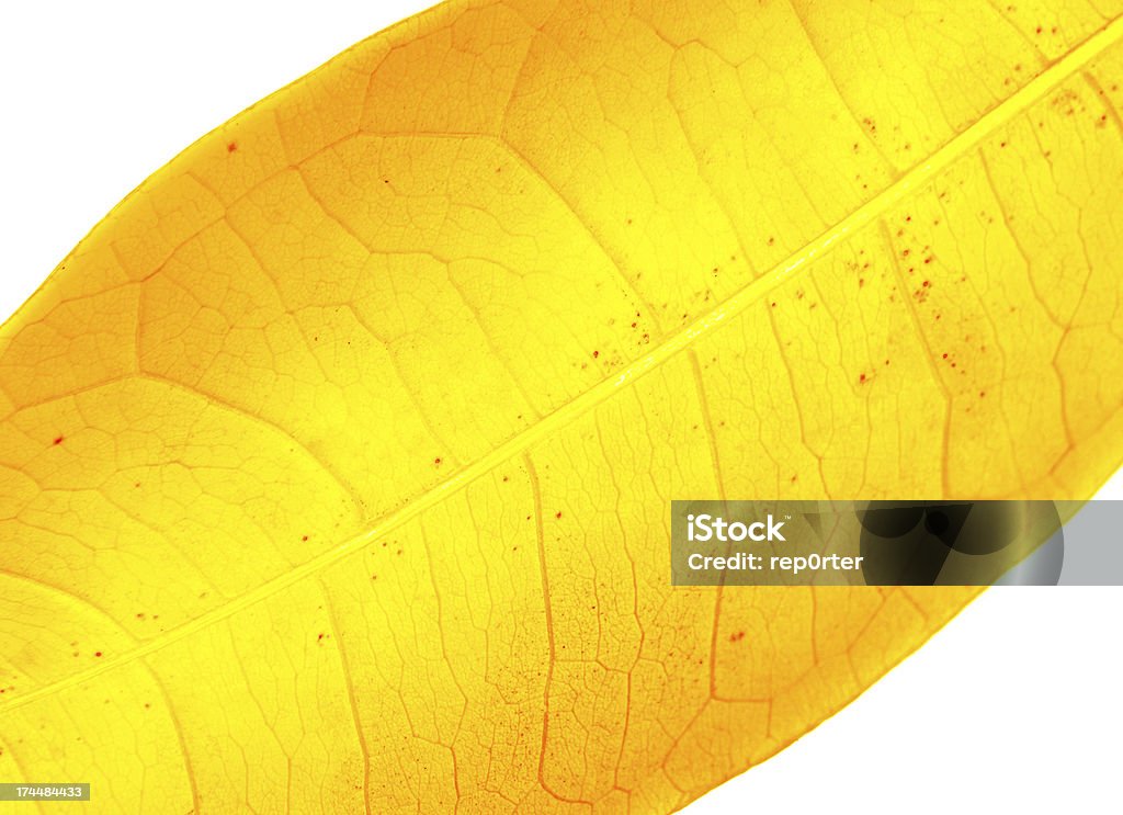 Queda - Royalty-free Amarelo Foto de stock