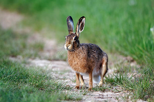 istock Brown hare, Lepus europaeus 174484508