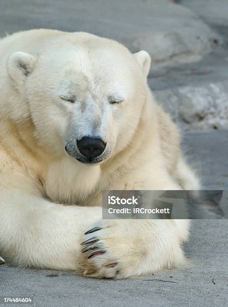 Sleepy Urso Polar - Fotografias de stock e mais imagens de Urso polar - Urso polar, Cansado, Dormir