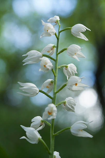 wild orchid: cephalanthera longifolia - long leaved helleborine fotografías e imágenes de stock