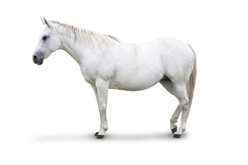 An isolated white horse. Side view. Clipping mask on the horse included