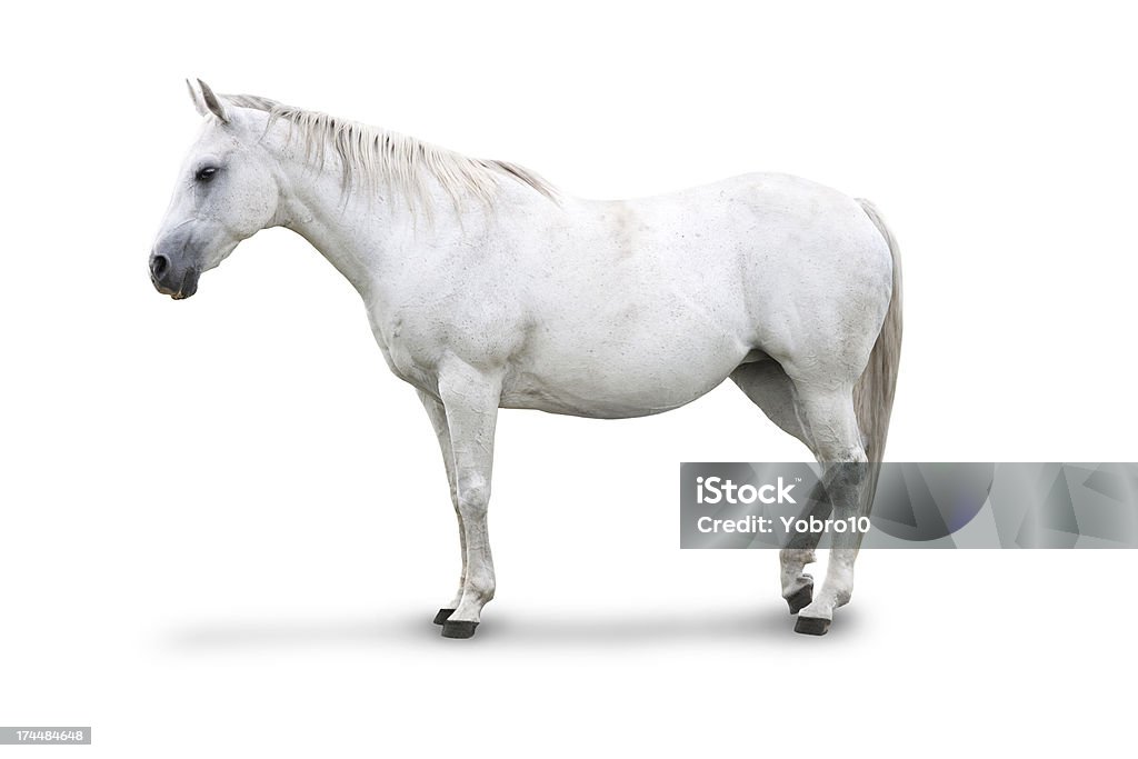 White Horse Isolated An isolated white horse. Side view. Clipping mask on the horse included White Horse Stock Photo