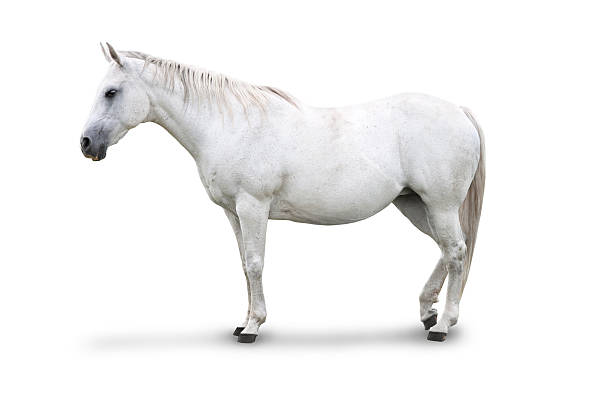 White Horse Isolated An isolated white horse. Side view. Clipping mask on the horse included arabian horse photos stock pictures, royalty-free photos & images