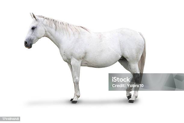 Cavalo Branco Isolado - Fotografias de stock e mais imagens de Cavalo branco - Cavalo branco, Cavalo - Família do Cavalo, Vista Lateral