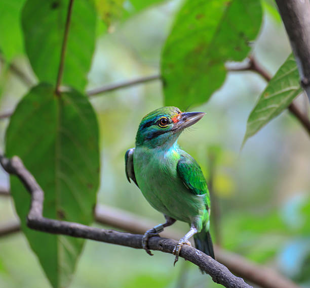 istock Green-eared Barbet Bird Close up 174484669