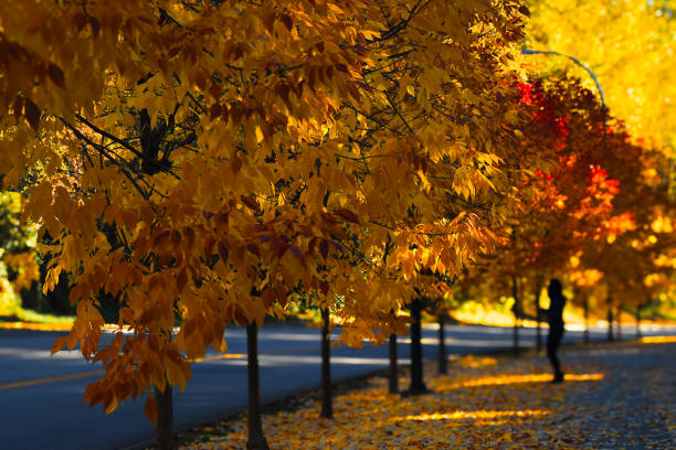 istock Autumn street scene 1744851136