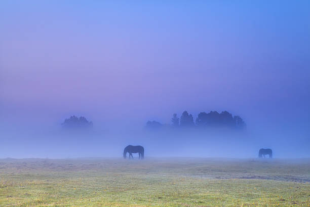 istock horses silhouettes in dense fog grazing 174485236