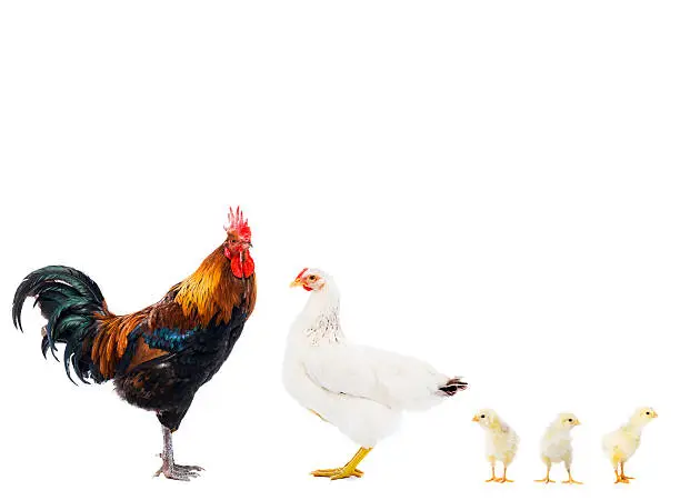 Rooster hen and chicks on white background