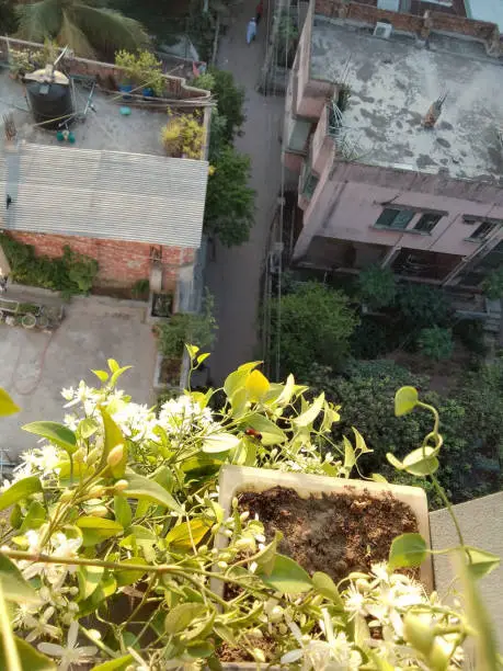 Rooftop gardening in urban areas of Dhaka, Bangladesh, is a remarkable phenomenon that showcases the harmonious coexistence of green spaces and bustling city life. These rooftop gardens provide an oasis of tranquility and sustainability in a densely populated, concrete jungle.