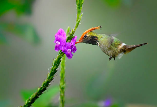 istock Rufous Crested Coquette Hummingbird at a flower 1744856330