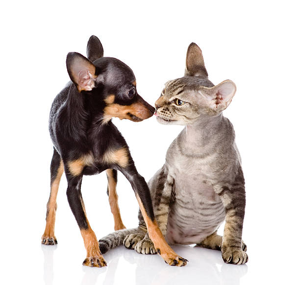 istock dog kissing a cat. isolated on white background 174485691