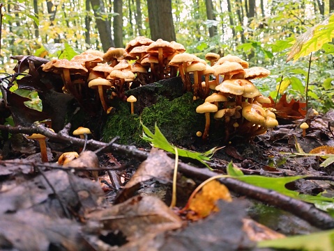Many small poisonous mushrooms on one small stump covered with green forest moss. The topic of forests and outdoor recreation.