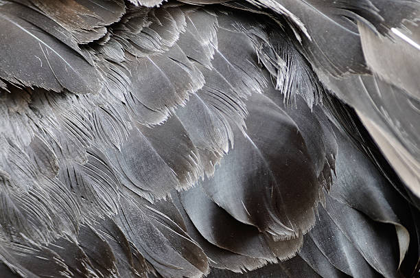 Black Swan feathers stock photo