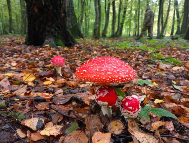 istock In the foreground is a red fly agaric, under which smaller fly agarics have hid. In the background, a man walks in the forest and collects mushrooms. 1744857441