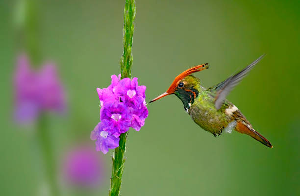 istock Rufous Crested Coquette Hummingbird at a flower 1744857447