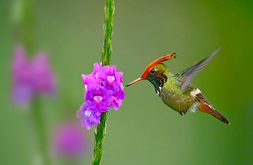 A Rufous Crested Coquette Hummingbird is seen in flight about to extract nectar from a Stachytarpheta flower.  The beak of the bird is less than 1 millimeter away from the stem of the flower petal. The Rufous Crested Coquette is a very small hummingbird.  This small colorful hummingbird is rarely seen in the wild and very difficult to photograph.
