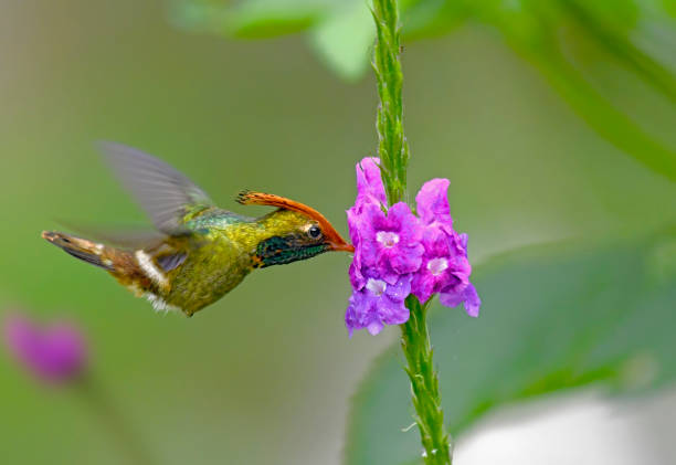 istock Rufous Crested Coquette Hummingbird at a flower 1744857976