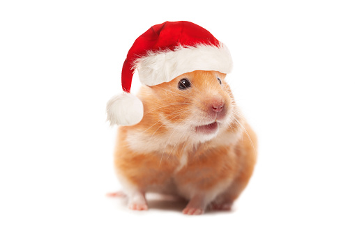 Christmas concept. Hamster wearing red Santa hat isolated on white background
