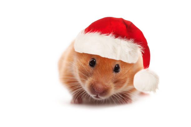 istock Cute Syrian Hamster wearing red Santa hat isolated on white background 1744859658