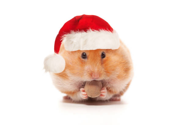 istock Christmas Hamster in red Santa hat isolated on white background closeup 1744859676