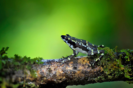 An endangered Atelopus Seminiferus toad is seen on a branch. This toad is endemic to Peru. Its natural habitats are subtropical or tropical moist montane forests and rivers.  This toad is rarely seen in the wild.  The toad has a ? design on the side of its back.  The colors on the toad range from black to white, yellow and blue.  This toad is only 5 cm long.
