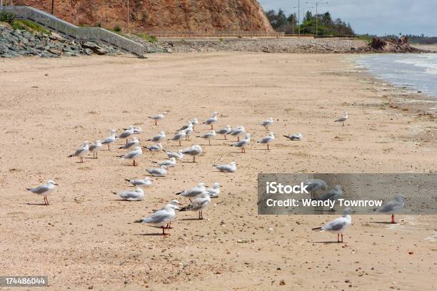 Gulls Vista Al Mar Foto de stock y más banco de imágenes de Agua - Agua, Aire libre, Animales salvajes