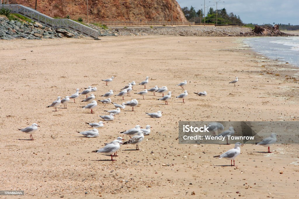 Gulls z widokiem na morze - Zbiór zdjęć royalty-free (Australia)