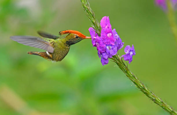 istock Rufous Crested Coquette Hummingbird at a Stachytarpheta flower 1744861448