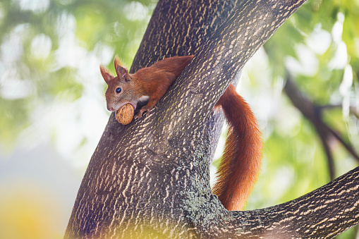 red squirrel sitting on tree and keeping walnut in mouth