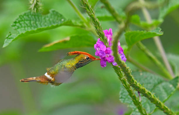 istock Rufous Crested Coquette Hummingbird at a Stachytarpheta flower 1744861498