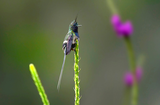 A male Wire-crested Thorntail Hummingbird is seen perching on a branch of a Stachytarpheta flower.  The male pictured has a glittering green crown with a thin hair-like crest. Its gorget is iridescent green, the flanks brownish with a white patch, and the rest of the underparts black. The tail is steely blue with white feather shafts, deeply forked, and the outer feathers are very narrow which with the crest give the species its common name