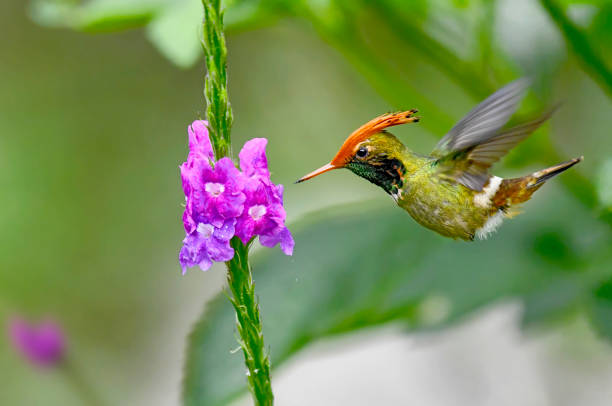 Rufous Crested Coquette Hummingbird at a flower