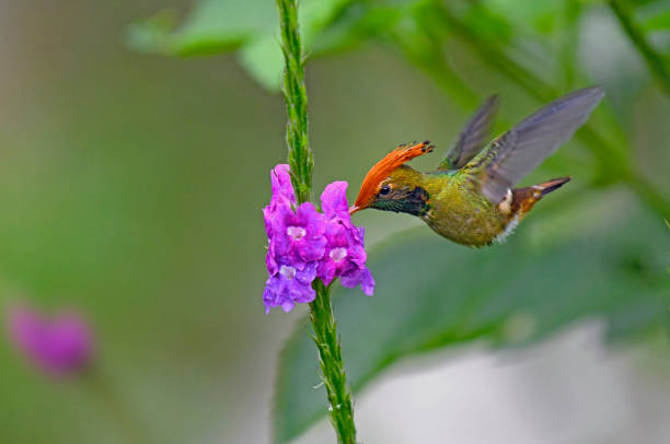 istock Rufous Crested Coquette Hummingbird at a flower 1744863283