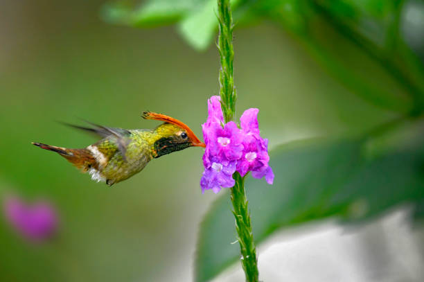 istock Rufous Crested Coquette Hummingbird at a flower 1744863887