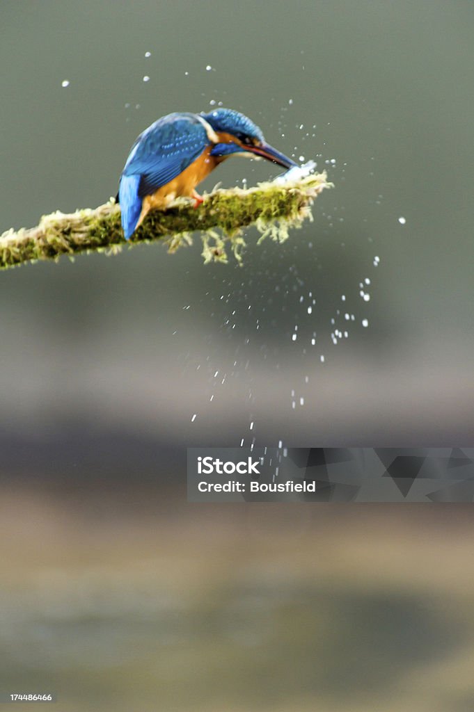 martin pescatore - Foto stock royalty-free di Ambientazione esterna