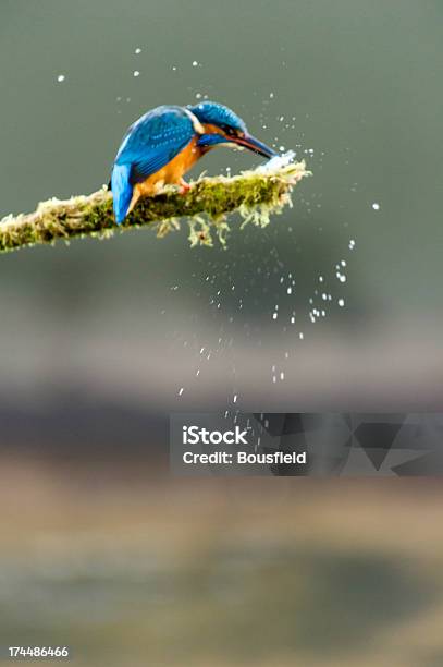 Martin Pescatore - Fotografie stock e altre immagini di Ambientazione esterna - Ambientazione esterna, Animale selvatico, Appollaiarsi