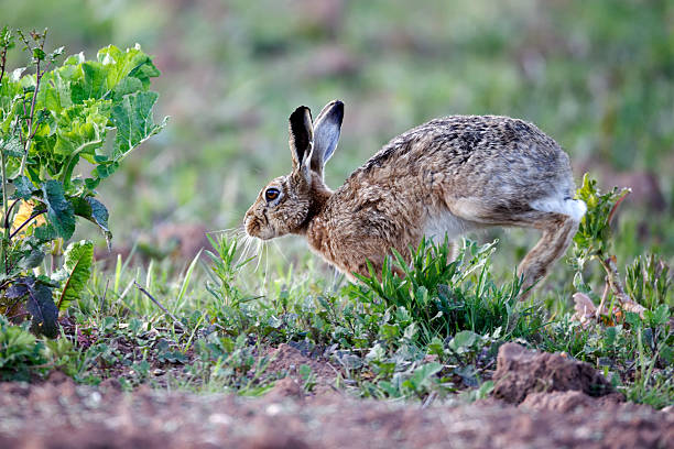 istock Brown hare, Lepus europaeus 174486479