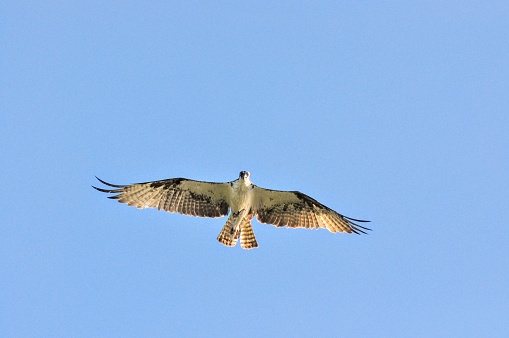 Osprey soaring overhead sun glistening in wingspan