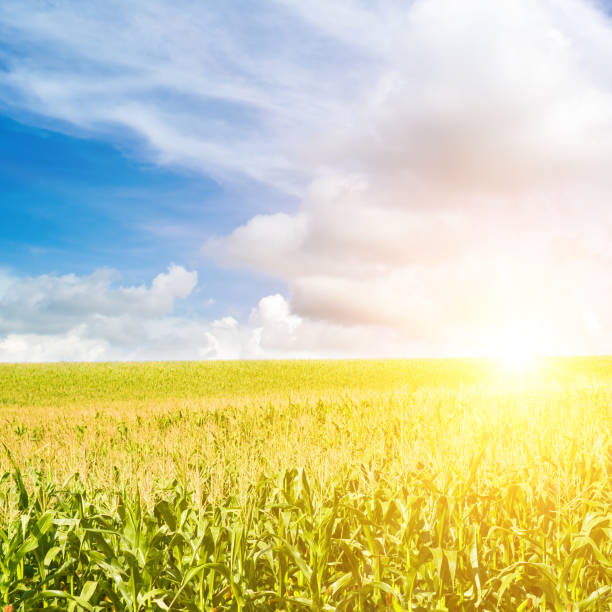 istock Green corn field and light shines sun. 1744876330