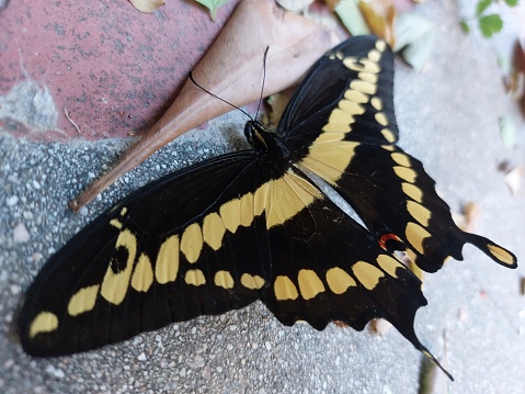 I believe this is a giant swallowtail butterfly at rest after eating the oranges in the orchard beyond.