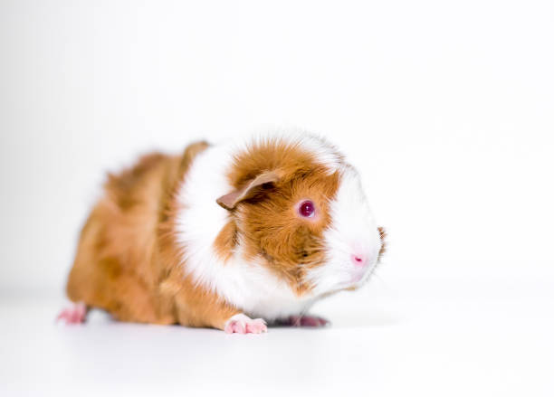 A red and white Abyssinian Guinea Pig with red eyes sitting on a white background