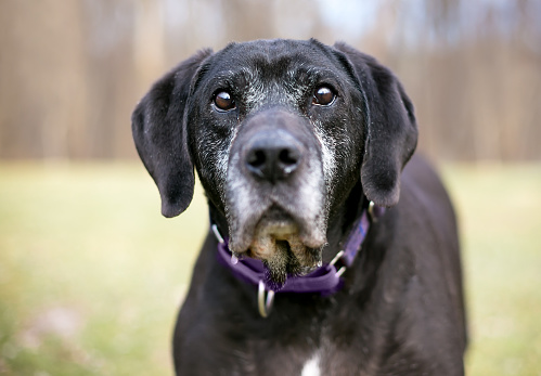 A senior black Retriever mixed breed dog with gray fur on its face