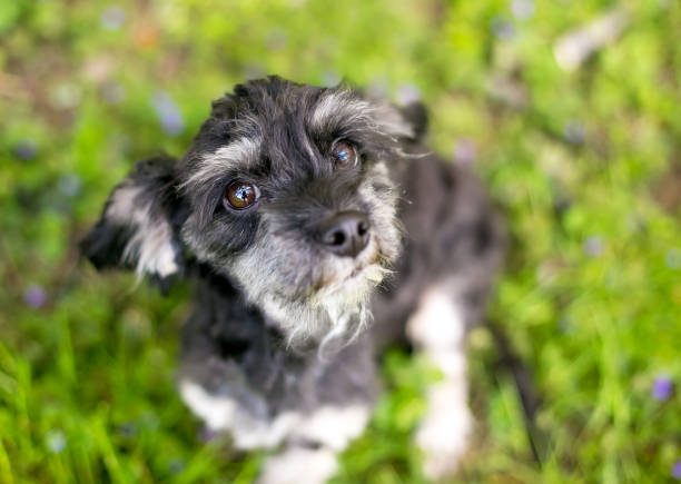 istock A cute mixed breed dog sitting outdoors 1744891118