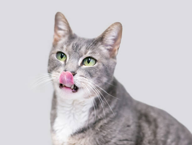 A gray and white tabby shorthair cat licking its lips stock photo