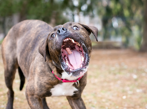 A brindle Boxer x Pit Bull Terrier mixed breed dog opening its mouth to catch a treat