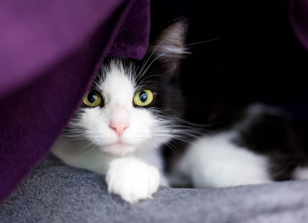 A shy black and white shorthair cat